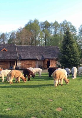 Kviečiame spalio 8 d. į verslų lankymą/ informacinį renginį 5