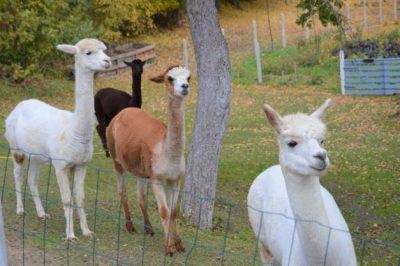 Lankyti nauji verslai Aukštadvaryje 6